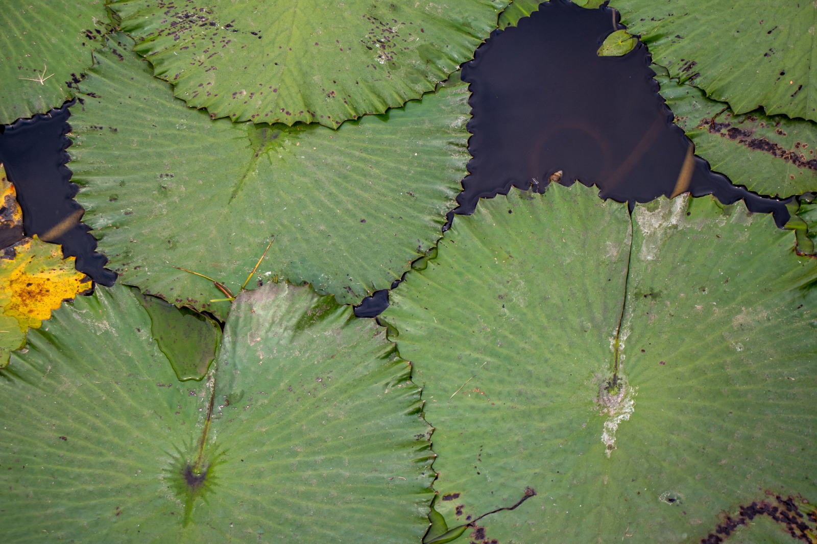 Water lilies at Panguila Lagoon in Bengo Province, Angola