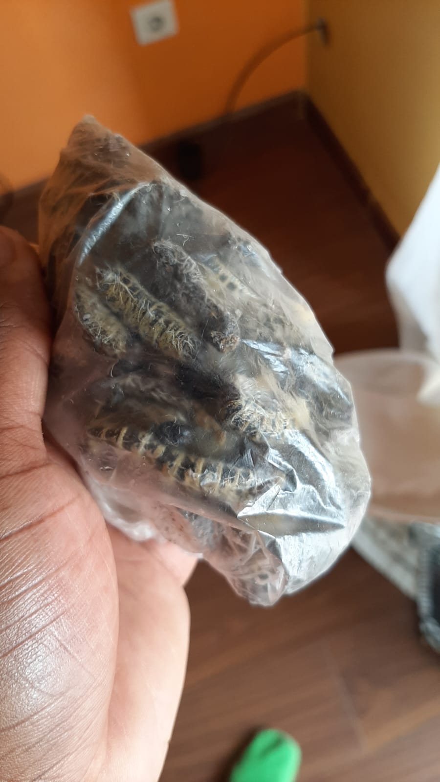 Catatos caterpillars in Angola