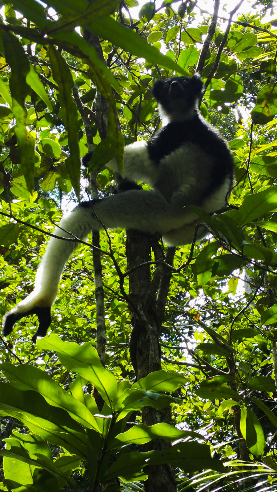 Indri lemur in Andasibe, Madagascar