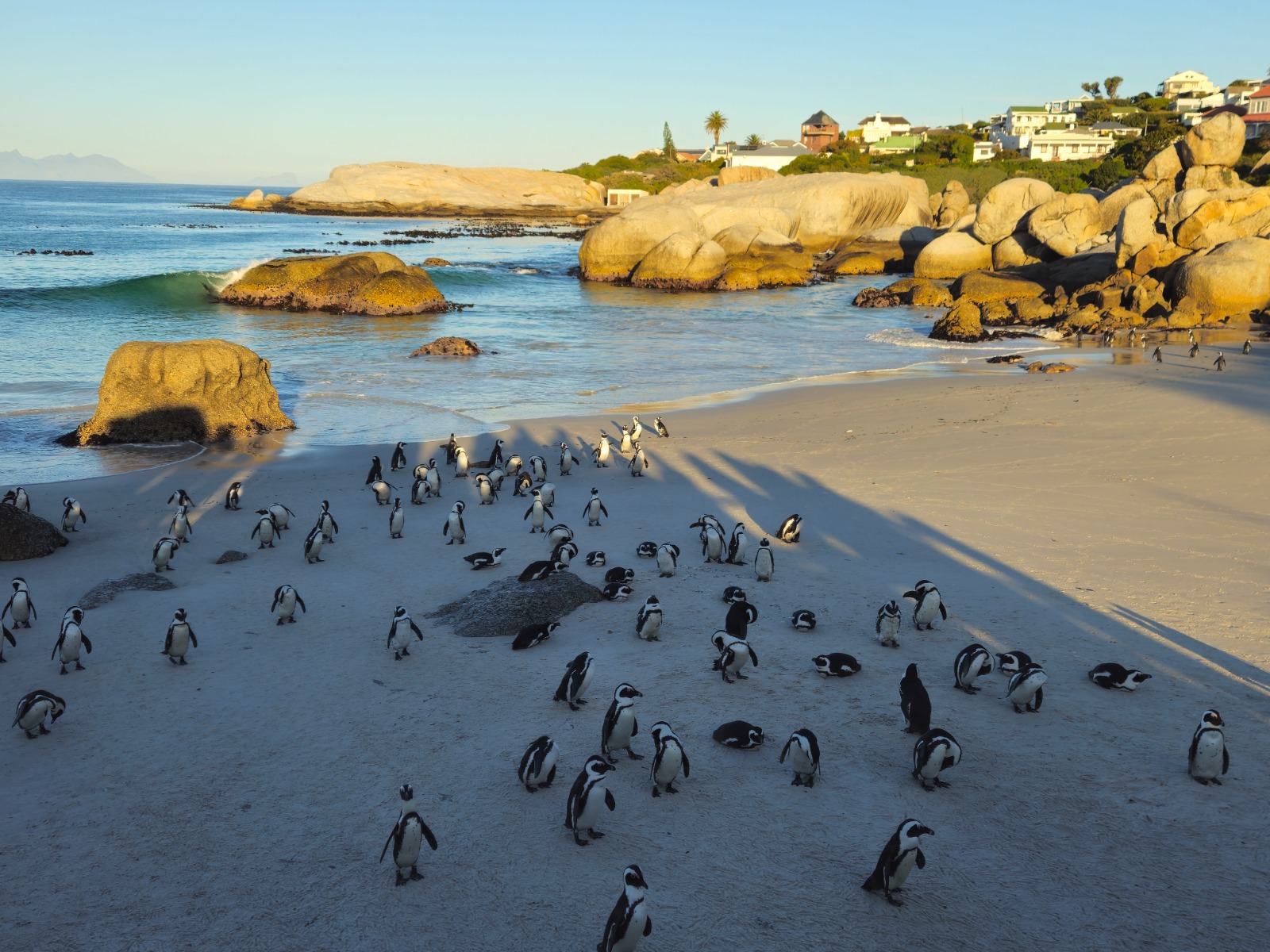 Penguins at Boulders Beach in Cape Town
