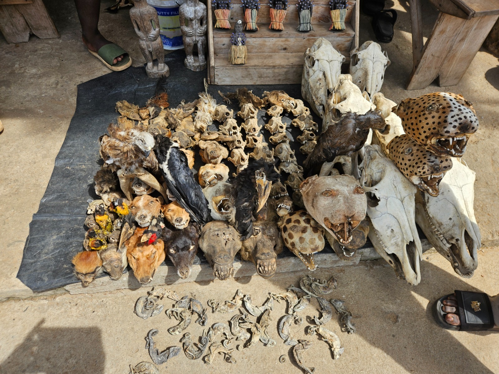 Animal skulls and ritual objects at Akodessawa Fetish Market