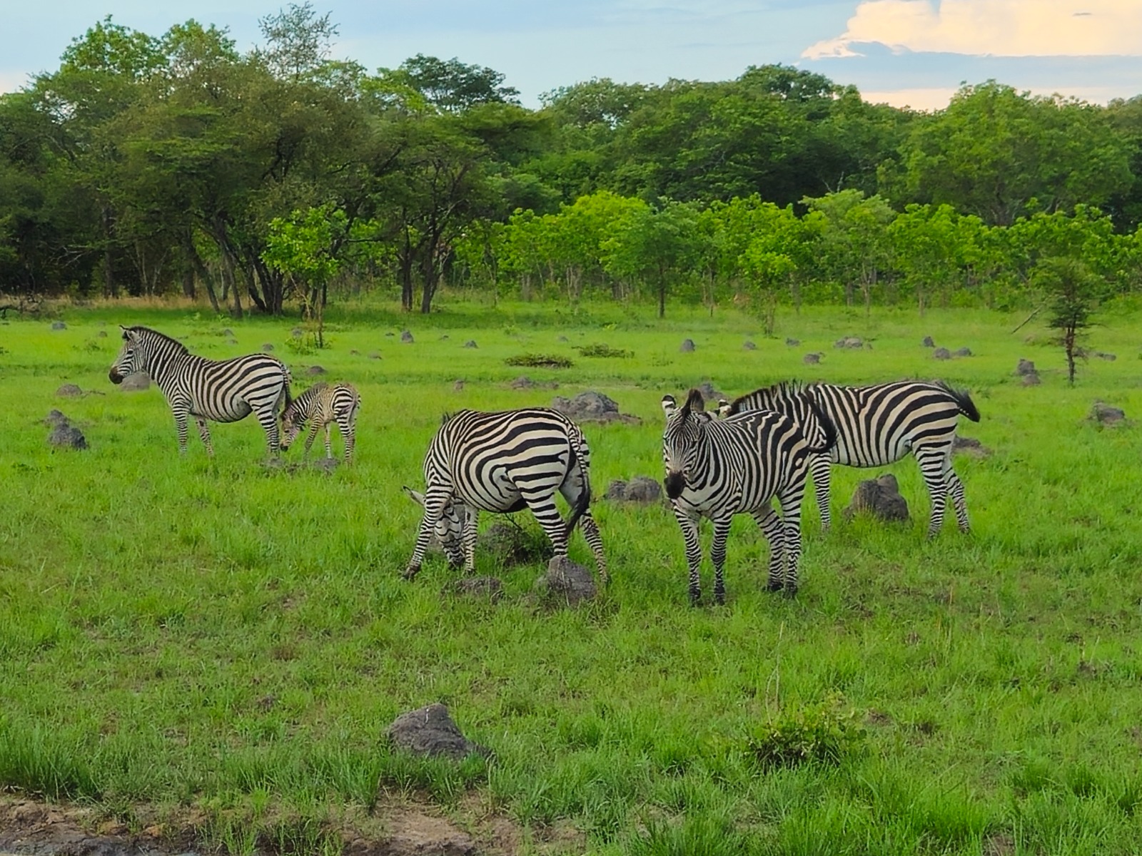 Zebras at Chaminuka Lodge in Zambia